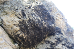 Coelopidae