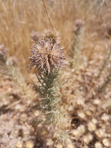 Image of Echinops graecus by (c) Alexis Tinker-Tsavalas, some rights reserved (CC BY)
