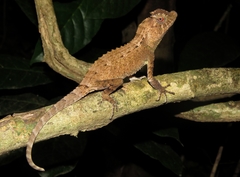 Lyriocephalus scutatus