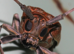 Celosterna scabrator