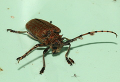 Celosterna scabrator