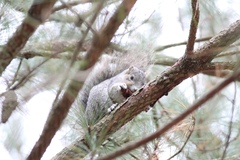 Sciurus niger cinereus