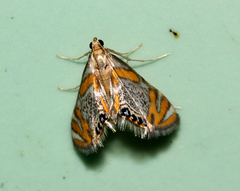 Nymphicula blandialis
