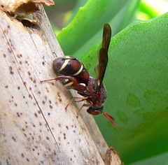 Leucospis