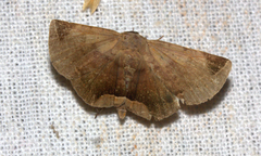 Psimada quadripennis