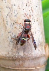 Leucospis
