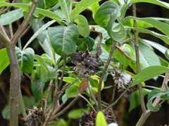 Edgeworthia gardneri