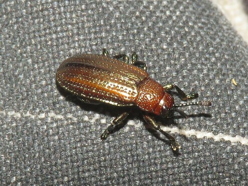 Photo of Goldenrod Leafminer (Microrhopala vittata)