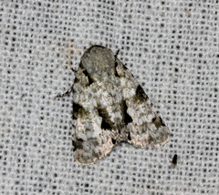 Thalathoides curtalis