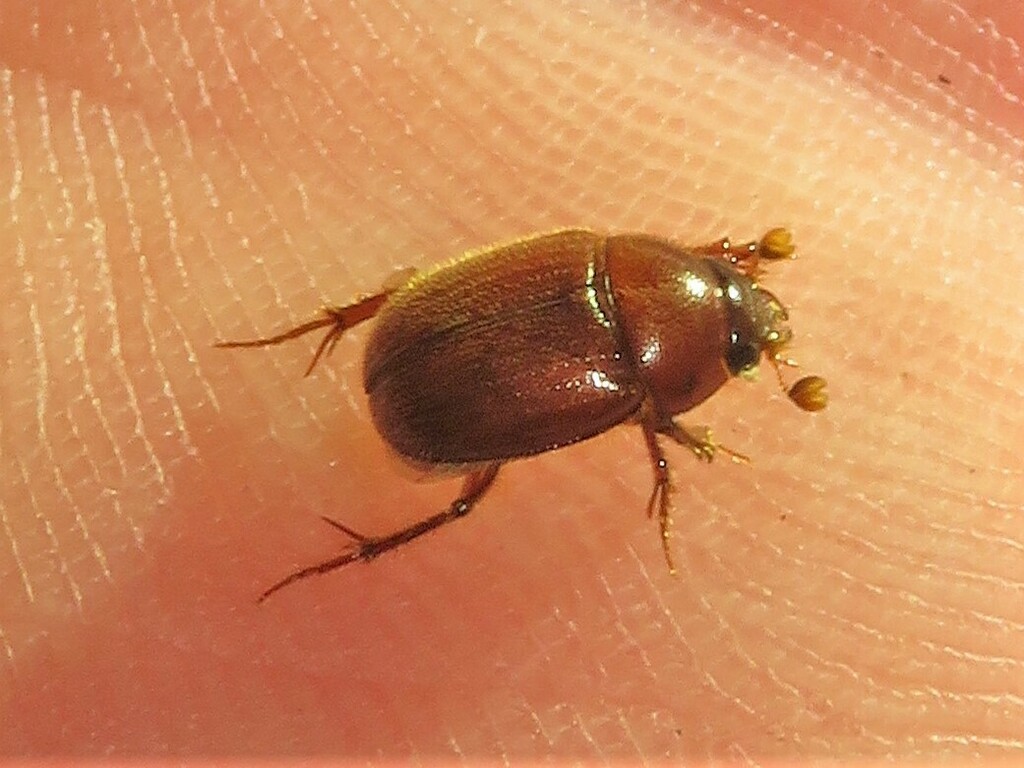 Xenochodaeus musculus