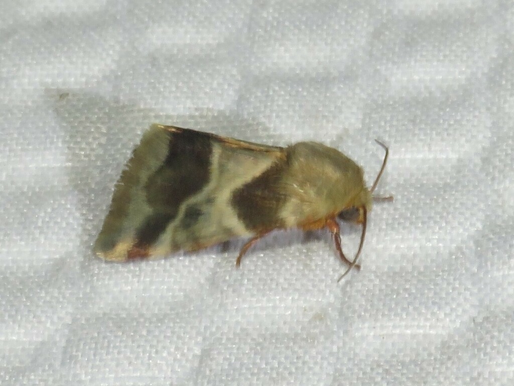 Lynx Flower Moth