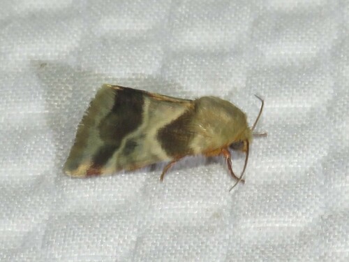 Lynx Flower Moth