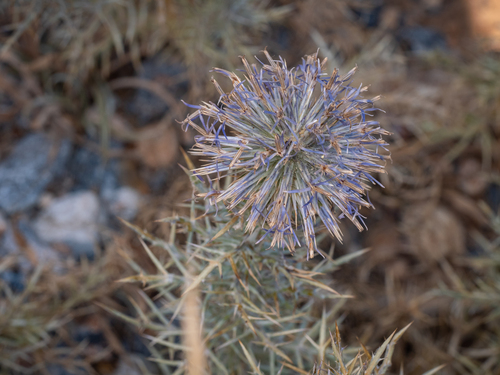 Greek Globe-Thistle (Echinops graecus)