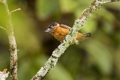 Ochraceous Piculet photo 2