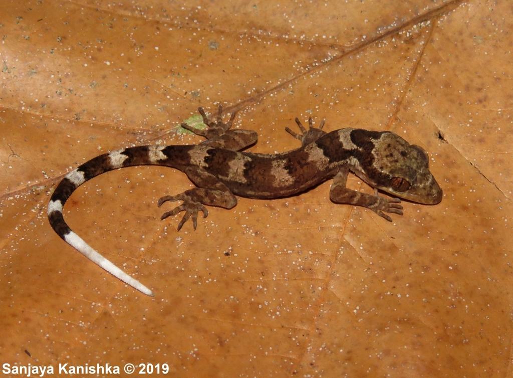Sri Lanka Bow-Fingered Gecko