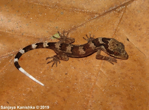 Cyrtodactylus fraenatus thumbnail