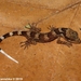 Cyrtodactylus fraenatus - Photo (c) Sanjaya Kanishka, algunos derechos reservados (CC BY-NC), subido por Sanjaya Kanishka