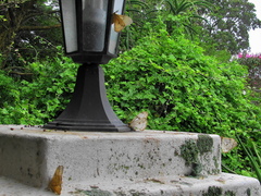 Pseudaphelia apollinaris
