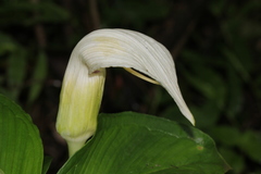 Arisaema murrayi murrayi