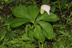 Arisaema murrayi murrayi