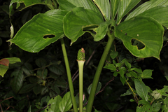 Arisaema murrayi murrayi