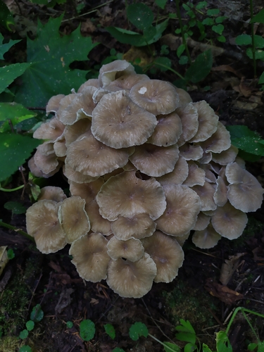 Polyporus umbellatus — (c) Ruslan Sadykov, some rights reserved (CC BY)