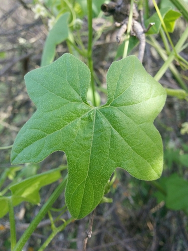 iNaturalist observation photo of California manroot
