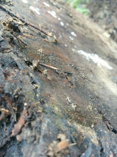 iNaturalist observation photo of Western Earwig