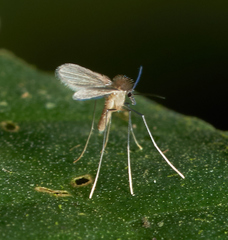 Phlebotominae