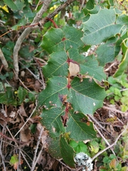 Berberis pinnata pinnata