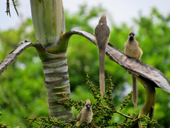 Colius striatus minor