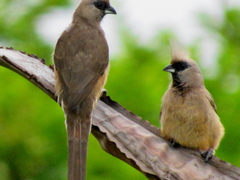 Colius striatus minor