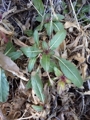 Oenothera organensis