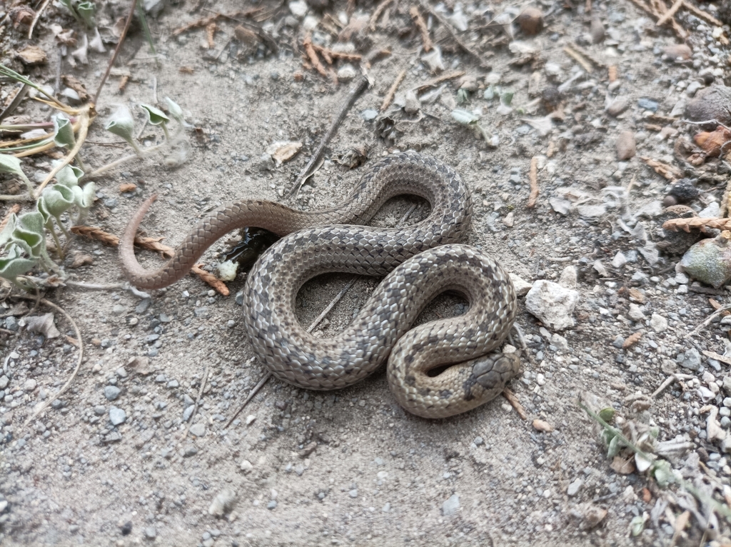 Cope's Earth Snake