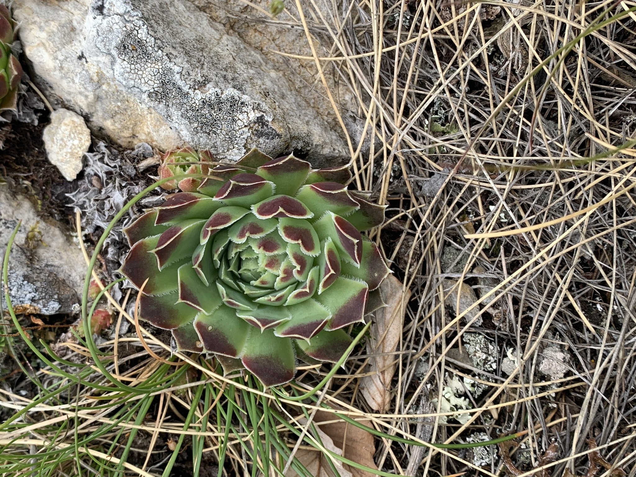 Sempervivum heuffelii 'Xanthoheuff' 3