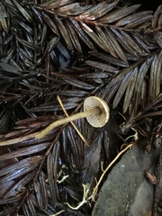 Pseudobaeospora stevensii