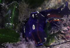 Philinopsis speciosa