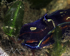 Philinopsis speciosa