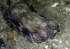 Philinopsis speciosa