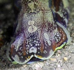 Philinopsis speciosa