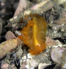Phrikoceros