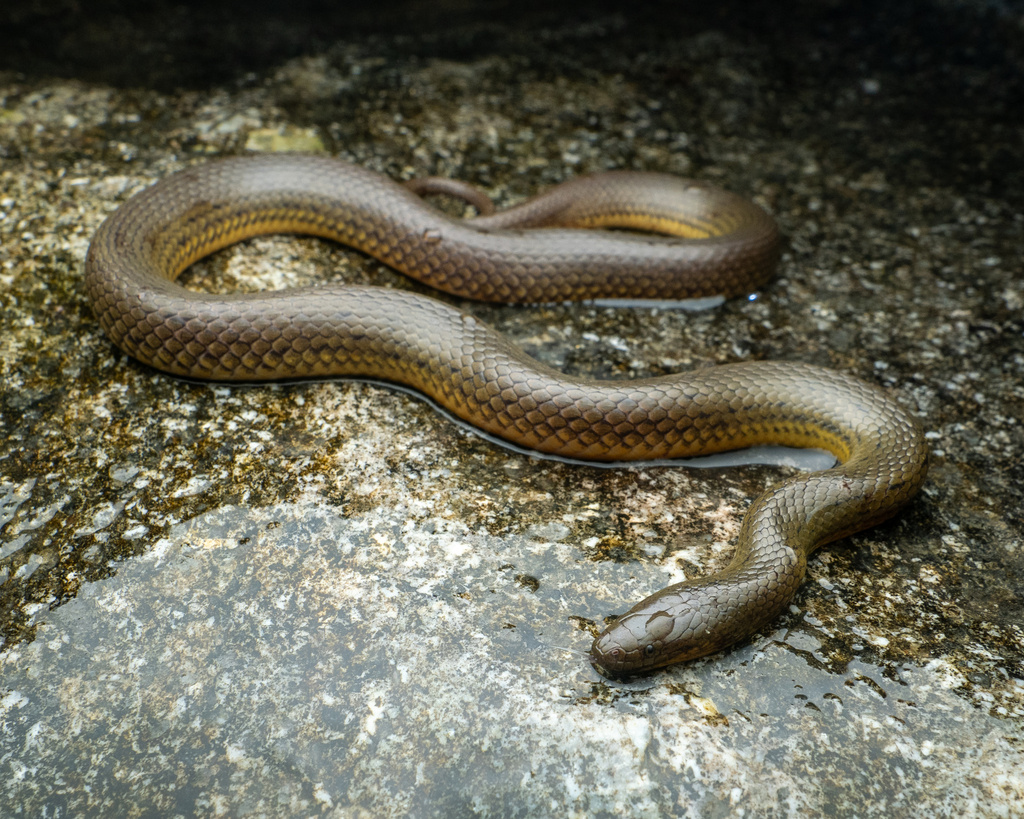 Anderson's Mountain Keelback in August 2023 by hei_wildlife · iNaturalist