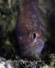 Vincentia novaehollandiae