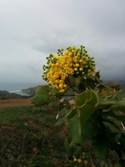 Berberis pinnata pinnata