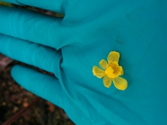 Berberis pinnata pinnata