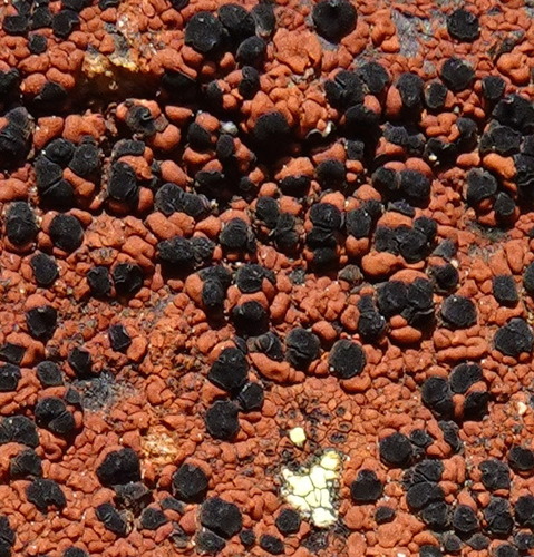 Lecidea silacea, 2023-07-08