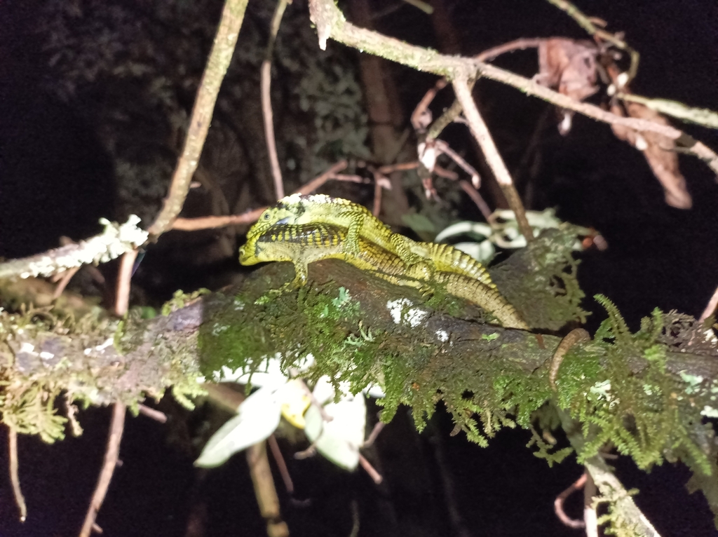 Banded Arboreal Alligator Lizard
