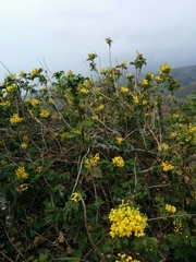 Berberis pinnata pinnata
