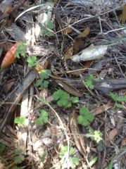 Hydrocotyle elongata