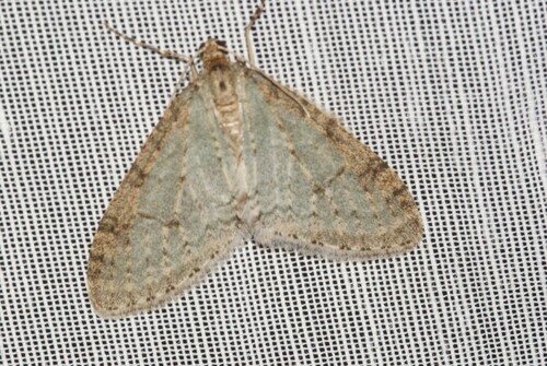 Trichopteryx carpinata